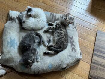 Scruffy -  Domestic Medium Hair Cat for Adoption in Cary, North Carolina - Scruffy | PetCurious