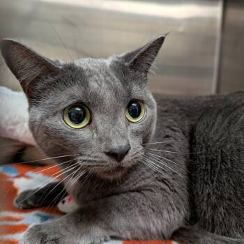 Lorena -  Domestic Short Hair Cat for Adoption in Titusville, Florida - Lorena | PetCurious