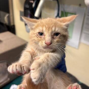 Snickers -  Domestic Short Hair Cat for Adoption in Pasadena, California - Snickers | PetCurious