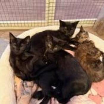 Crunch Wrap Supreme -  Domestic Short Hair Cat for Adoption in Mebane, North Carolina - Crunch Wrap Supreme | PetCurious