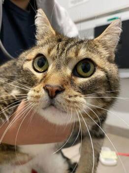 Domestic Short Hair Cats Available for Adoption in Daytona Beach, Florida - Kali | PetCurious