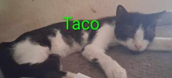 Taco -  Tuxedo Cat for Adoption in Camden, Tennessee - Taco | PetCurious