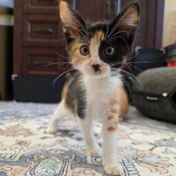 Charli -  Domestic Short Hair Cat for Adoption in Fort Worth, Texas - Charli | PetCurious