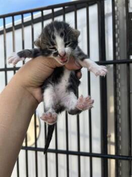 Domestic Short Hair Cats Available for Adoption in Houston, Texas - A653375 | PetCurious