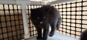 Kitten 27863(Rex) -  Maine Coon Cat for Adoption in Parlier, California - Kitten 27863(Rex) | PetCurious