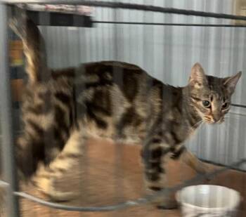 Domestic Short Hair Cats Available for Adoption in Saint Clairsville, Ohio - Treasure | PetCurious
