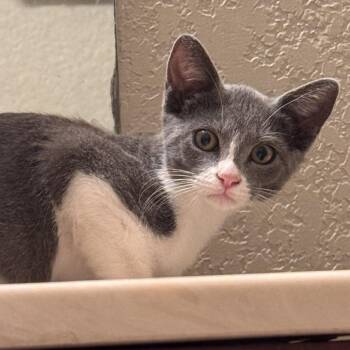 Alt -  Domestic Short Hair Cat for Adoption in Boerne, Texas - Alt | PetCurious