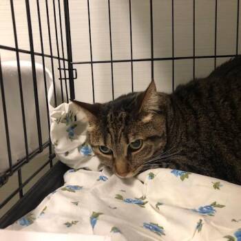 Cece -  Domestic Short Hair Cat for Adoption - Cece | PetCurious