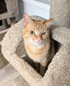 Rescue Domestic Short Hair Cats for Adoption in Greenfield, Indiana - Nico | PetCurious