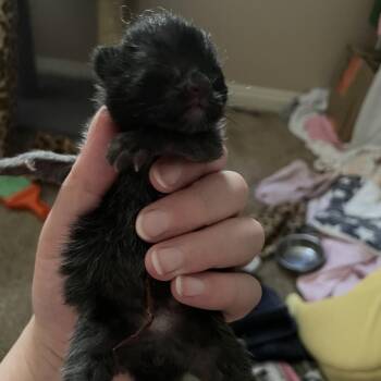 Filet Mignon -  Domestic Short Hair Cat for Adoption in Calgary, Alberta - Filet Mignon | PetCurious