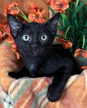 5/24/26 Atalanta -  Domestic Short Hair Cat for Adoption in Stillwater, Oklahoma - 5/24/26 Atalanta | PetCurious