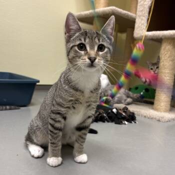 Rescue Domestic Short Hair Cats for Adoption in Plymouth, Connecticut - Antonia (adoptable With Bonded Sister Romea) | PetCurious