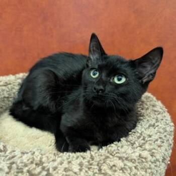 Cher -  Domestic Short Hair Cat for Adoption in Rochester, Minnesota - Cher | PetCurious