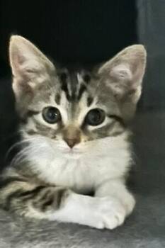 Domestic Short Hair Cats Available for Adoption - Polar Bear | PetCurious