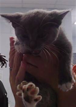A1270867 -  Domestic Short Hair Cat for Adoption in Charlotte, North Carolina - A1270867 | PetCurious