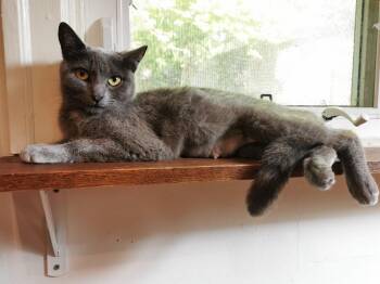 Rescue Domestic Short Hair Cats for Adoption in Hamilton, Ontario - Kanga | PetCurious