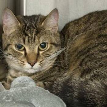 Domestic Short Hair Cats Available for Adoption - Eevee | PetCurious