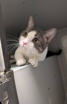 Cosmo -  Domestic Short Hair Cat for Adoption in Louisburg, North Carolina - Cosmo | PetCurious