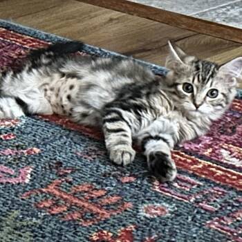 Lyssa -  Domestic Medium Hair Cat for Adoption in Santa Rosa, California - Lyssa | PetCurious