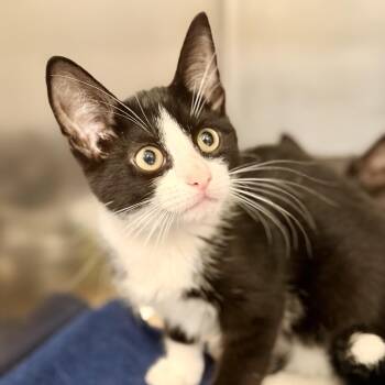 Ophelia -  Domestic Short Hair Cat for Adoption in Jackson Township, New Jersey - Ophelia | PetCurious