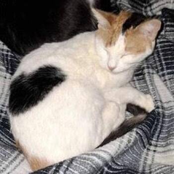 Yeehaw -  Calico Cat for Adoption in Green Valley, Arizona - Yeehaw | PetCurious