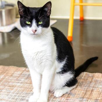 Rescue Domestic Short Hair Cats for Adoption in Wilmington, Delaware - Lori (bonded With Roxy) | PetCurious