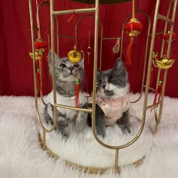 Domestic Short Hair Cats Available for Adoption - Gravy | PetCurious