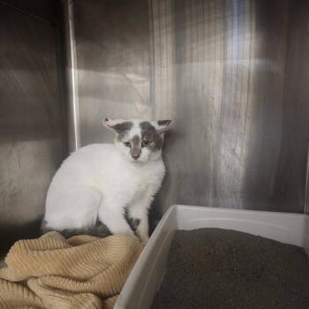 Eddie -  Domestic Short Hair Cat for Adoption in Evensville, Tennessee - Eddie | PetCurious
