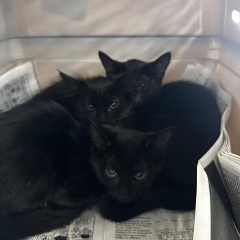 Lunar -  Domestic Short Hair Cat for Adoption in Montgomery, Alabama - Lunar | PetCurious