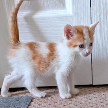 Garfunkel -  Domestic Short Hair Cat for Adoption in Brownsboro, Alabama - Garfunkel | PetCurious