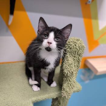 Iron Man -  Domestic Short Hair Cat for Adoption in Cape Girardeau, Missouri - Iron Man | PetCurious