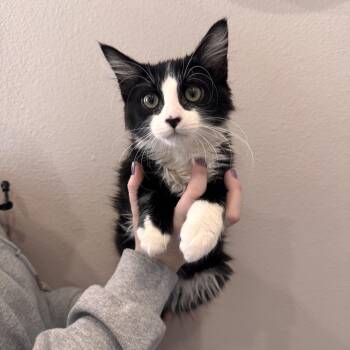 Kawasaki -  Tuxedo Cat for Adoption in Las Vegas, Nevada - Kawasaki | PetCurious