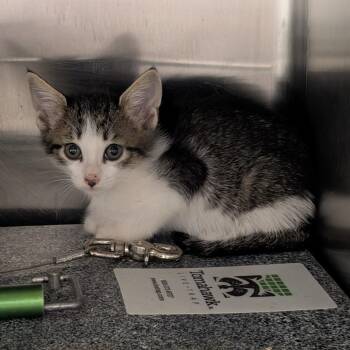 Jane -  Domestic Short Hair Cat for Adoption in Emporia, Kansas - Jane | PetCurious