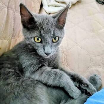 Diesel -  Domestic Short Hair Cat for Adoption in North Platte, Nebraska - Diesel | PetCurious