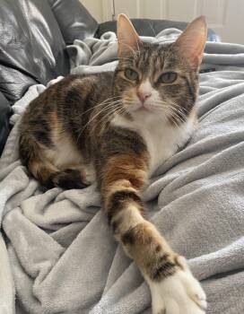 Kappucino -  Tabby and Calico Cat Available for Adoption in Burnaby, British Columbia - Kappucino | PetCurious
