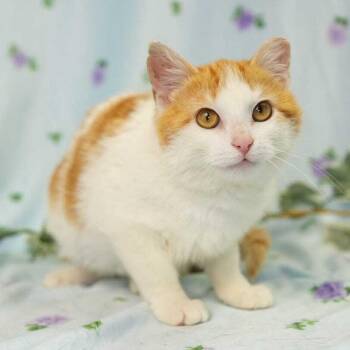 Domestic Long Hair Cats Available for Adoption in Wheaton, Illinois - Leopold | PetCurious