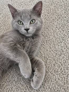 Domestic Medium Hair Cats Available for Adoption in Farmington, Minnesota - Joel | PetCurious