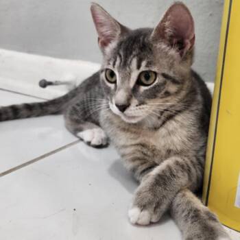 Twinkie and Romper -  Domestic Short Hair Cat for Adoption in Hopkinton, Massachusetts - Twinkie And Romper | PetCurious