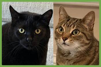 Cole and Fudge Ripple -  Domestic Short Hair Cat for Adoption in Amherst, Massachusetts - Cole And Fudge Ripple | PetCurious