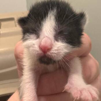 Haunted Hills -  Domestic Short Hair Cat for Adoption in Wilmington, Delaware - Haunted Hills | PetCurious