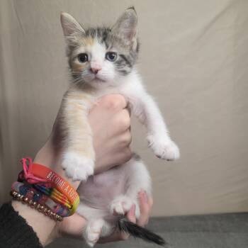 Rescue Domestic Short Hair Cats for Adoption in Portage, Michigan - Beatrice | PetCurious