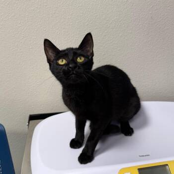Lina -  Domestic Short Hair Cat for Adoption in Englewood, Florida - Lina | PetCurious