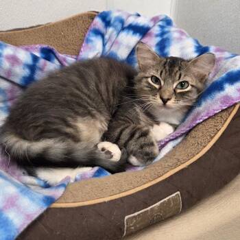 Rescue Domestic Long Hair Cats for Adoption in Spencer, Iowa - Bronx | PetCurious