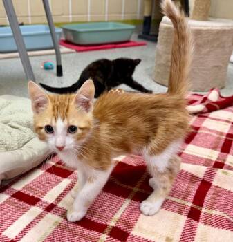 Stuart -  Domestic Short Hair Cat for Adoption in Columbia, Illinois - Stuart | PetCurious