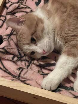 Rescue Domestic Short Hair Cats for Adoption in Hamilton, Ontario - Pearson | PetCurious