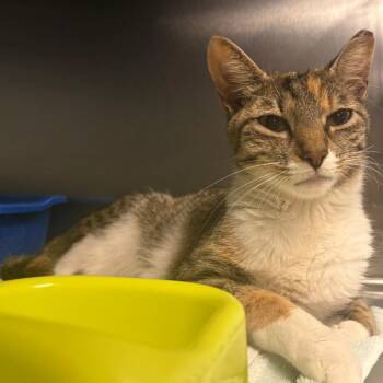 Maple -  Domestic Short Hair Cat for Adoption in East Hanover, New Jersey - Maple | PetCurious