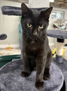 Rescue Domestic Short Hair Cats for Adoption in New Freedom, Pennsylvania - Goose | PetCurious