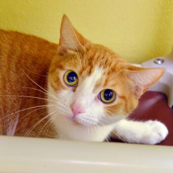 Domestic Short Hair and Tiger Cats Available for Adoption in Sanford, Florida - Orange | PetCurious