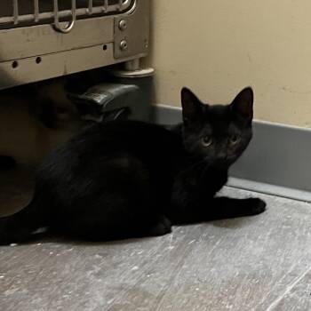 Manon -  Domestic Short Hair Cat for Adoption in York, Pennsylvania - Manon | PetCurious