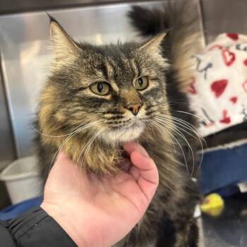 Domestic Long Hair Cats Available for Adoption - Abigail | PetCurious